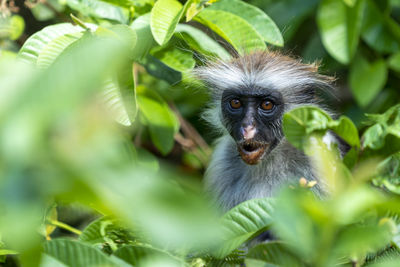 Portrait of monkey