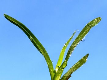 Low angle view of plant against sky