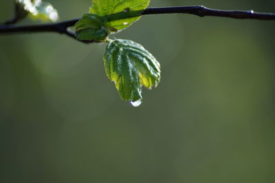 Close-up of leaves on twig