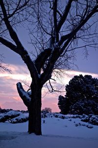 Silhouette tree on beach against sky at sunset