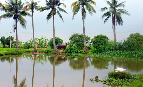 Scenic view of palm trees by lake against sky