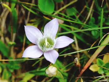 Close-up of flower blooming outdoors