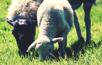 Sheep in a field