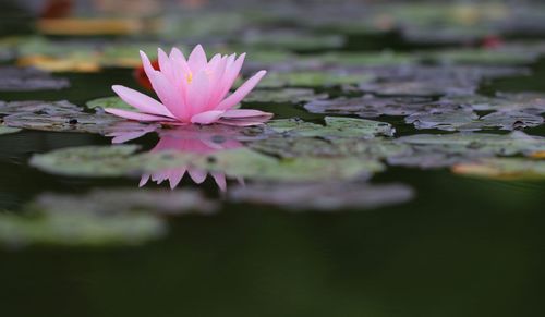 Close-up of pink flowers