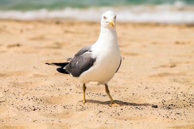 Close-up of seagull on sand