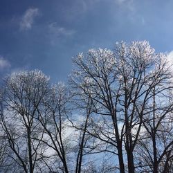 Low angle view of bare trees against sky