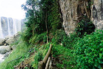 Scenic view of waterfall in forest