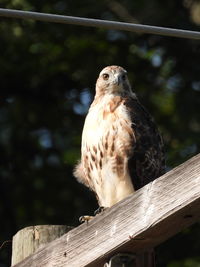 Close-up of owl perching on wooden post