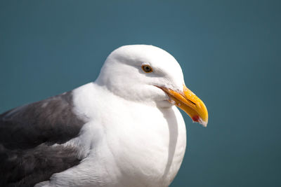 Side view of seagull
