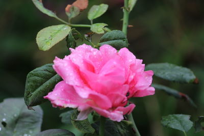 Close-up of pink rose flower