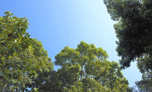 Low angle view of trees against clear blue sky