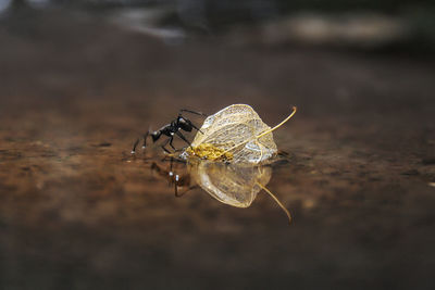 Close-up of fly