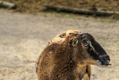 Close-up of an animal