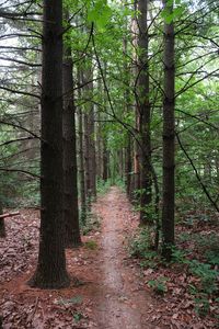 Footpath amidst trees in forest