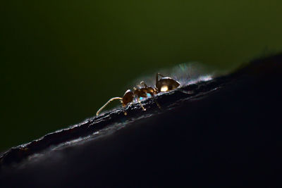 Close-up of water drop on leaf against black background