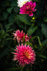 Close-up of pink flowers