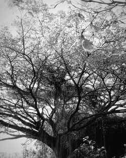 Low angle view of bare trees against sky
