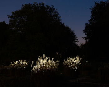 Silhouette trees and plants on field against sky at night