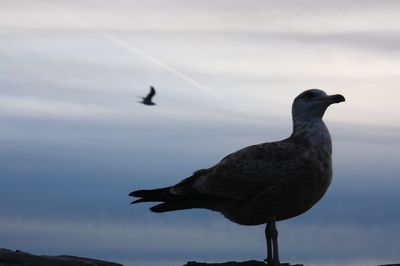 Silhouette bird perching on rock against sky