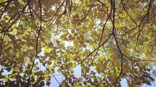 Low angle view of trees against sky