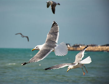 Seagull flying against sky