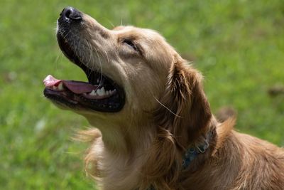 Close-up of dog on field