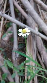 Close-up of white daisy flower