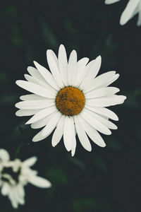 Close-up of white daisy