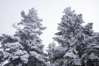 Low angle view of snow covered tree against sky