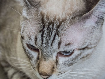 Close-up portrait of cat