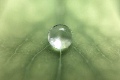 Close-up of drop on leaf