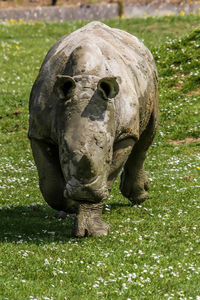 Close-up of turtle on field