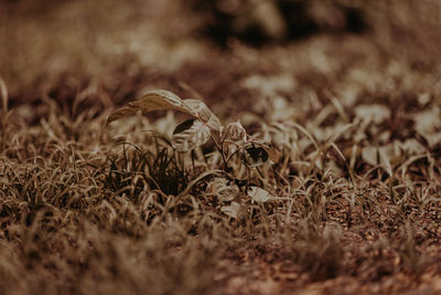 Close-up of dried plant on ground