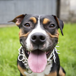 Close-up portrait of dog on field