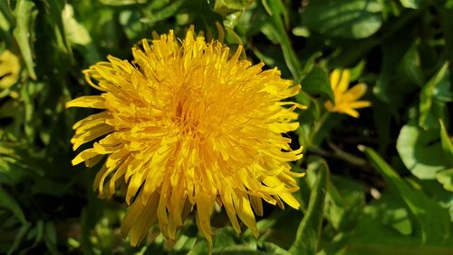 Close-up of yellow flowering plant