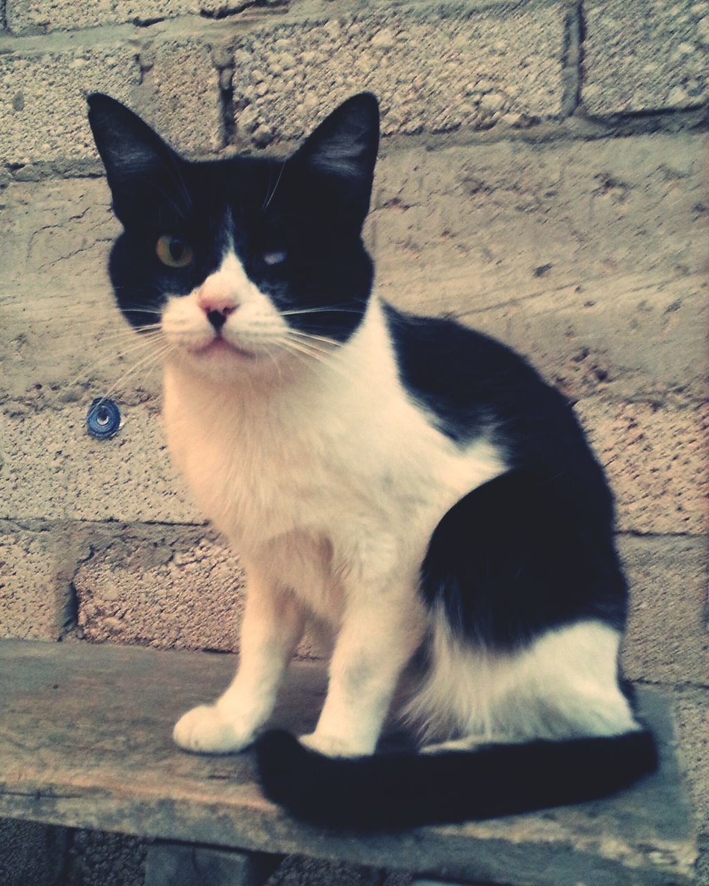 domestic cat, animal themes, pets, one animal, cat, domestic animals, mammal, feline, portrait, whisker, looking at camera, sitting, black color, full length, relaxation, alertness, zoology, close-up, no people