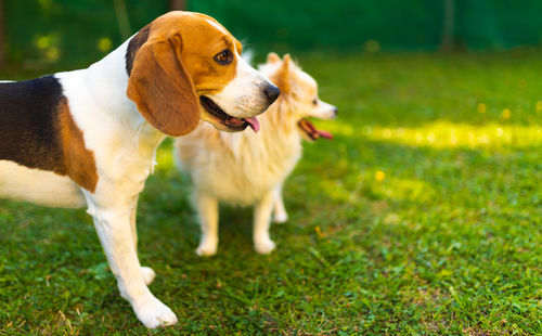 View of a dog looking away on field