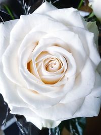 Close-up of white rose