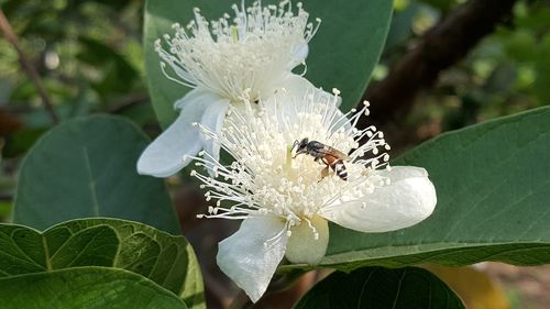 Close-up of insect on white flower