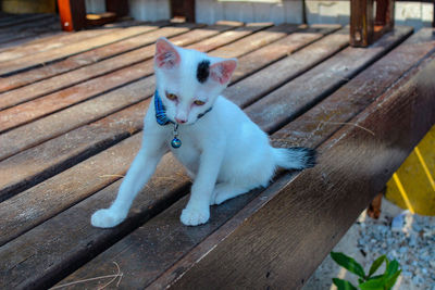 Portrait of cat sitting outdoors