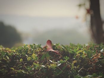 Close-up of plants growing on land