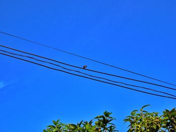 Low angle view of birds perching on cable against clear blue sky