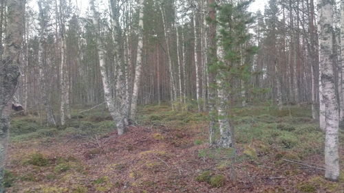 Trees in forest