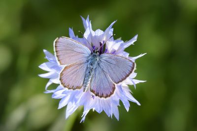 Close-up of butterfly on purple flower