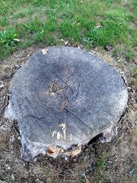 High angle view of tree stump on field