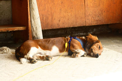 Dog lying on floor