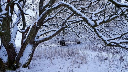 Bare tree in snow