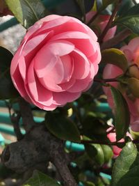 Close-up of pink flower blooming outdoors