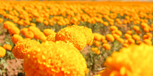 Close-up of yellow flowering plant