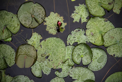 High angle view of leaves floating on pond